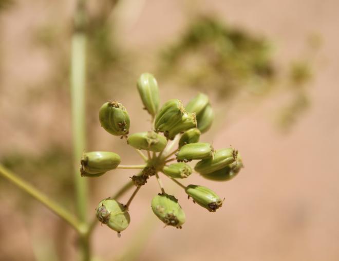 Ferula sinaica fruits