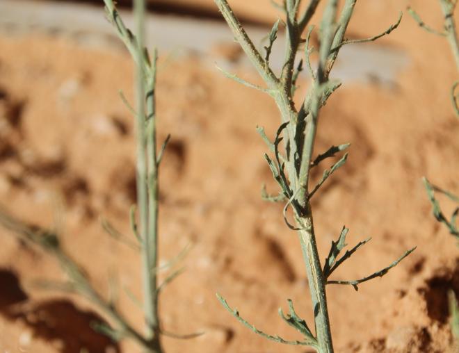 Centaurea scoparia leaves