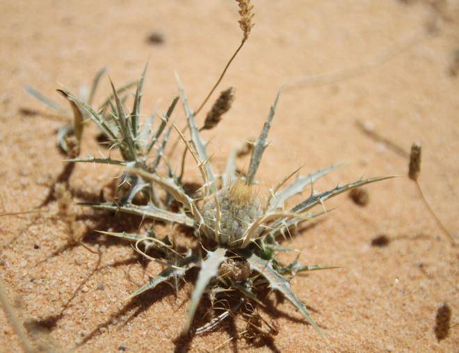 Whole plant