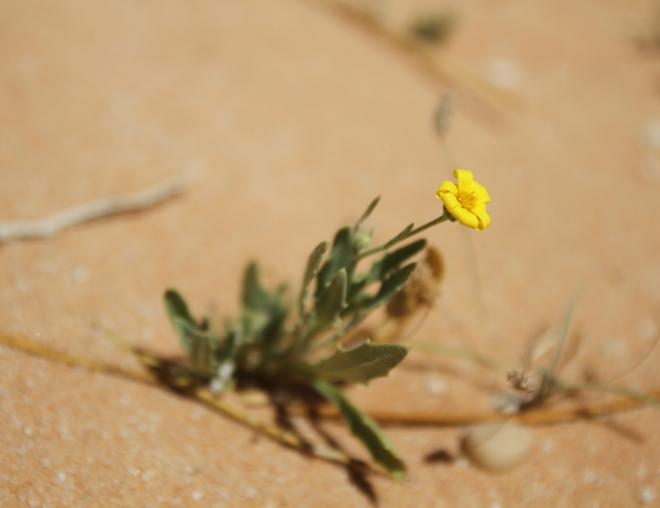 Whole plant
