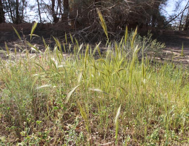 Whole plant