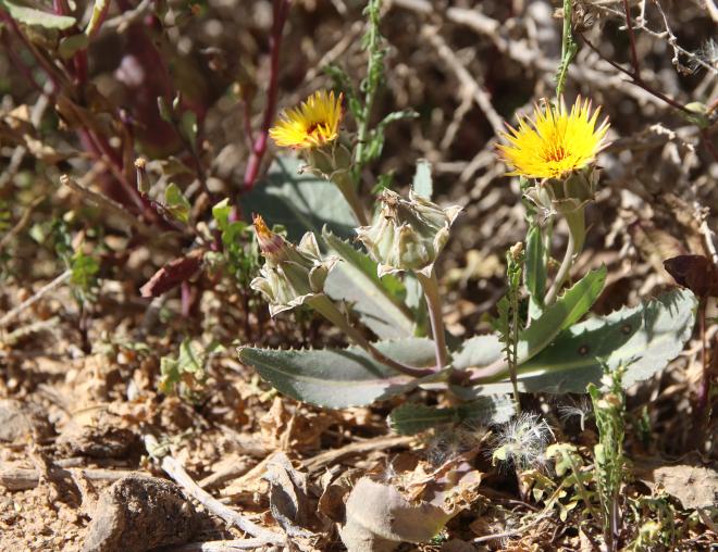 Whole plant