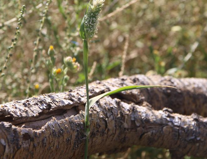 Whole plant