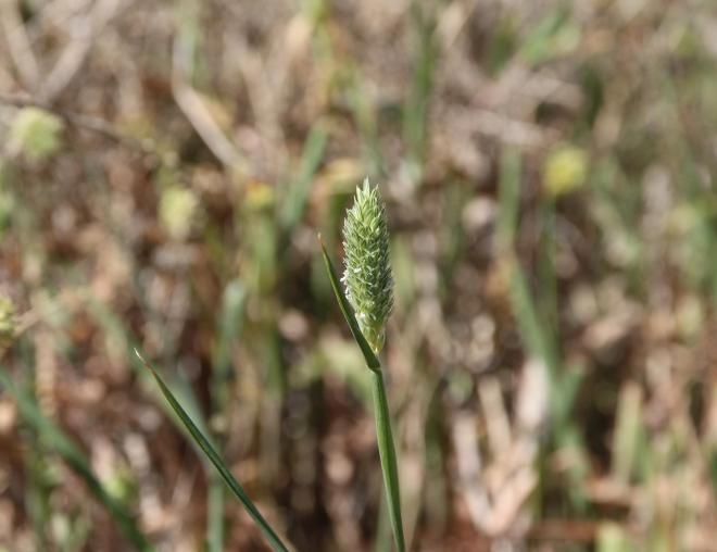 Whole plant