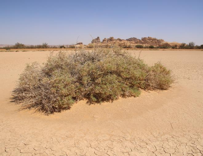 Whole plant