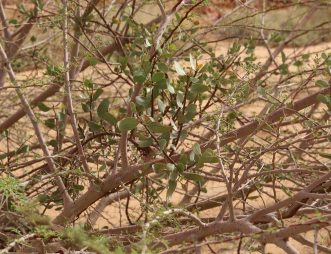 Whole plant
