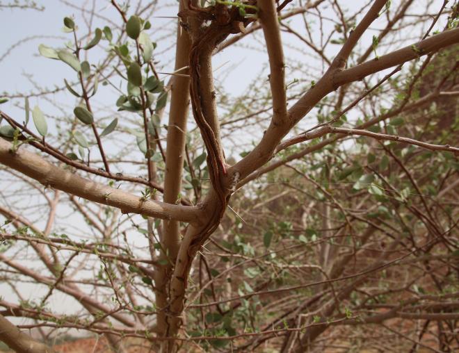Plicosepalus acaciae attaching itself to its host