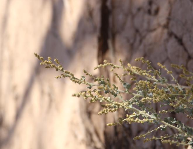 Atriplex turcomanica flowers