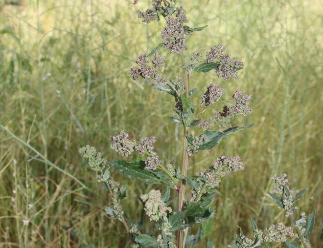 Whole plant