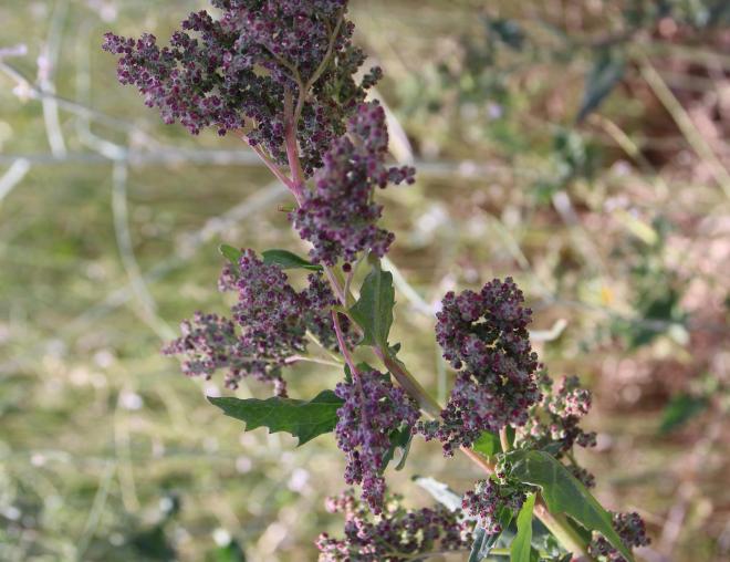 Chenopodiastrum murale fruits