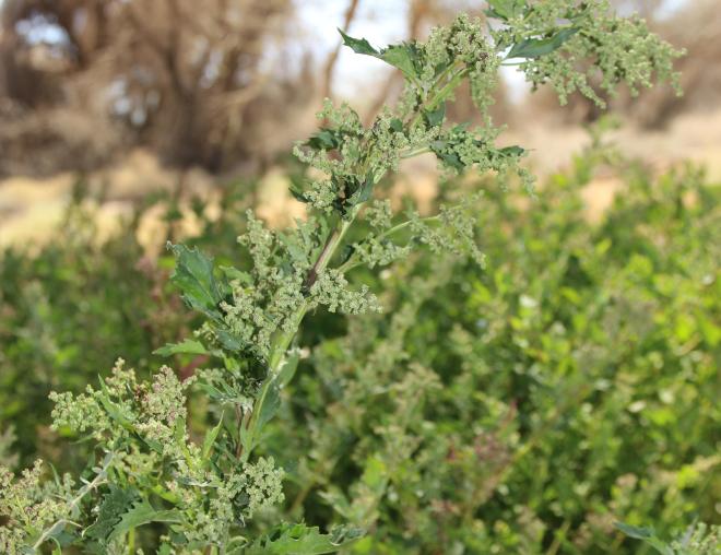 Whole plant