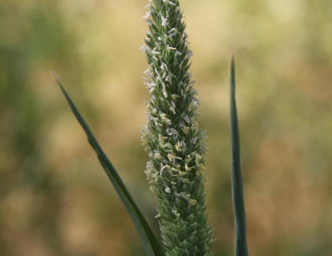 Phalaris minor flowers