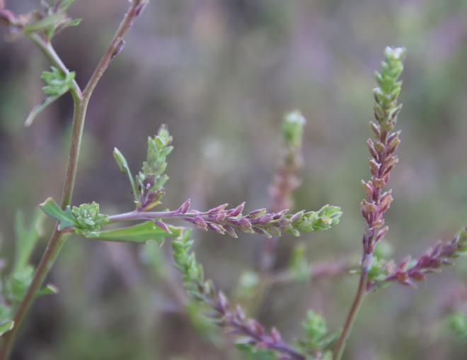 Lepidium aucheri fruits