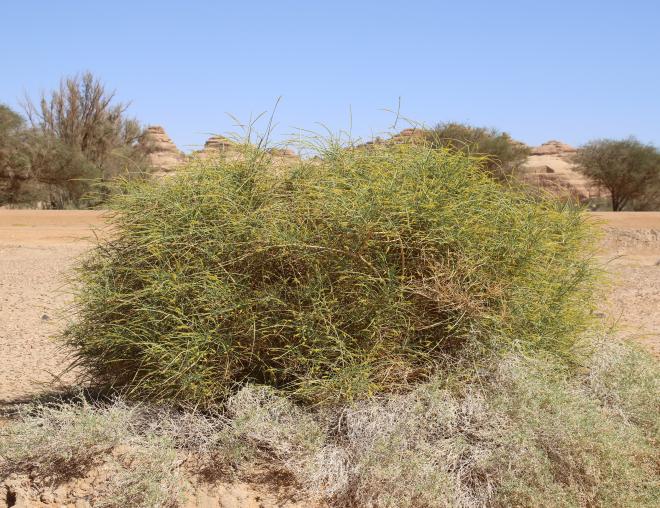 Whole plant