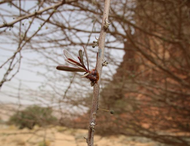 Plicosepalus acaciae attaching itself to its host