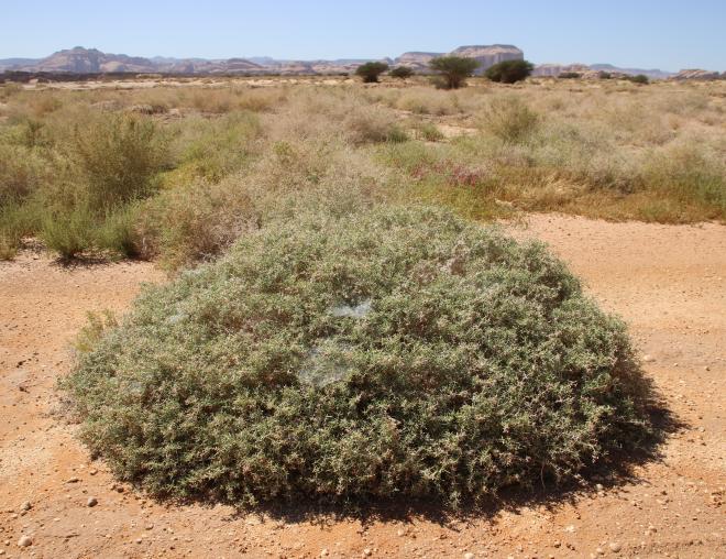 Whole plant
