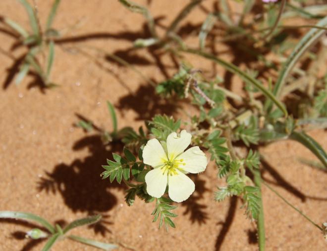 Tribulus macropterus flower