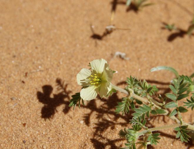 Tribulus macropterus flower