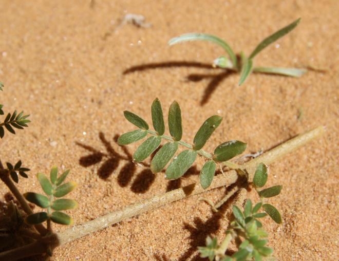 Tribulus macropterus leaves