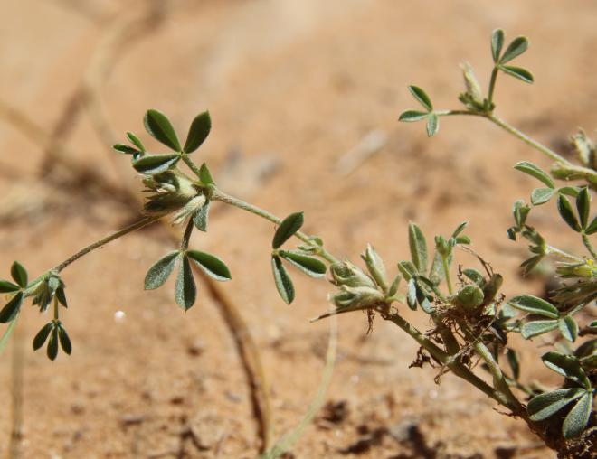 Leobordea platycarpa leaves and fruits