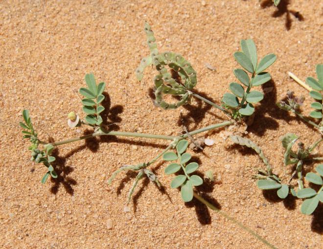 Hippocrepis constricta fruits and leaves
