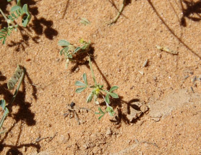 Leobordea platycarpa fruits