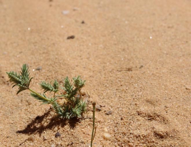 Whole plant