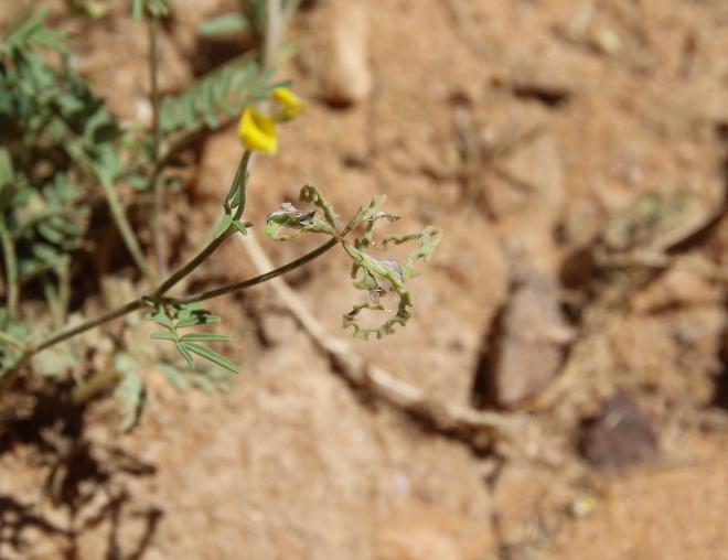Hippocrepis areolata fruit