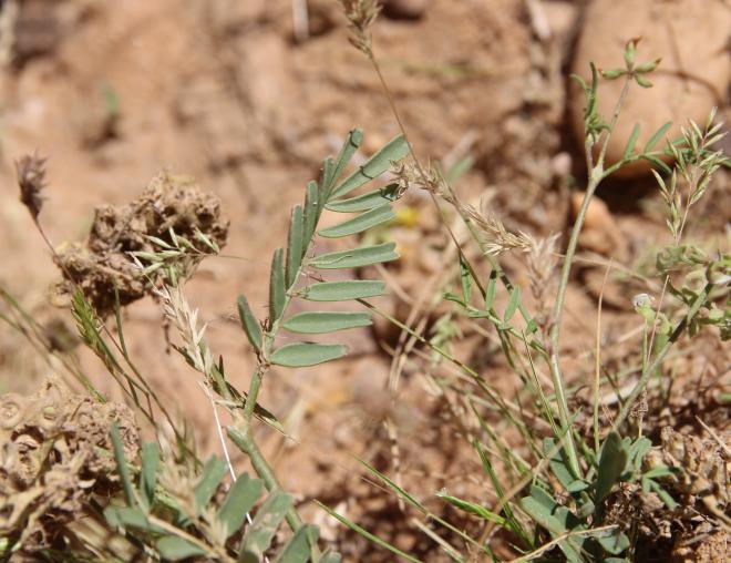 Hippocrepis areolata leaves