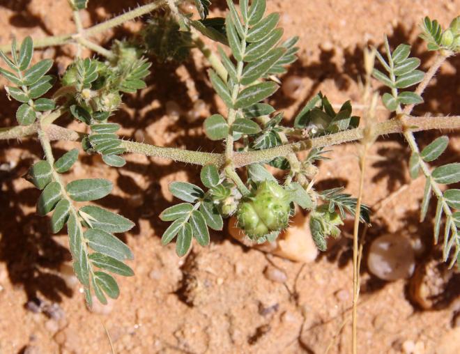 Tribulus terrestris fruit