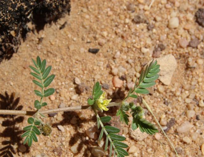 Tribulus terrestris flower