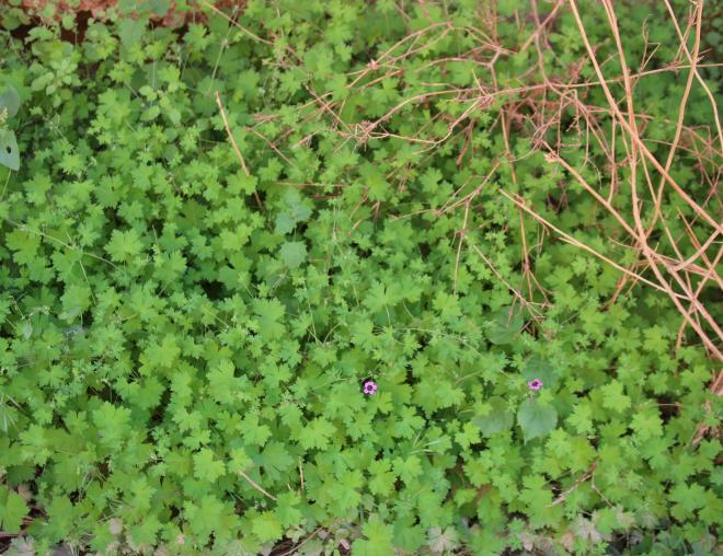 Whole plant