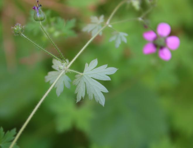 Geranium mascatense leaves
