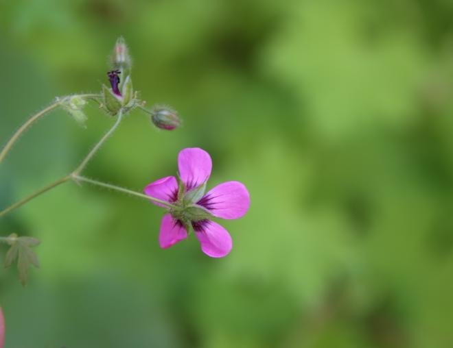 Geranium mascatense flower