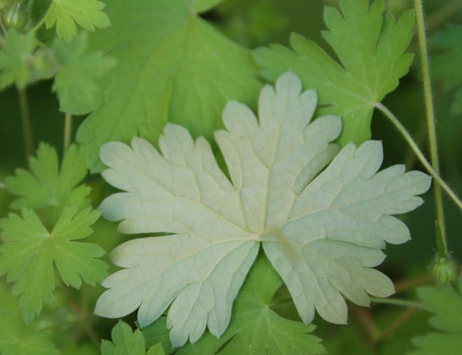 Geranium mascatense leaf