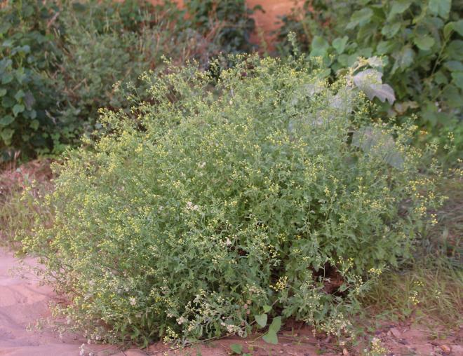 Whole plant