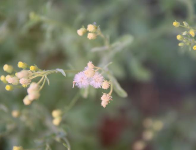 Eschenbachia stricta fruits