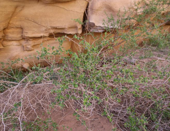 Whole plant