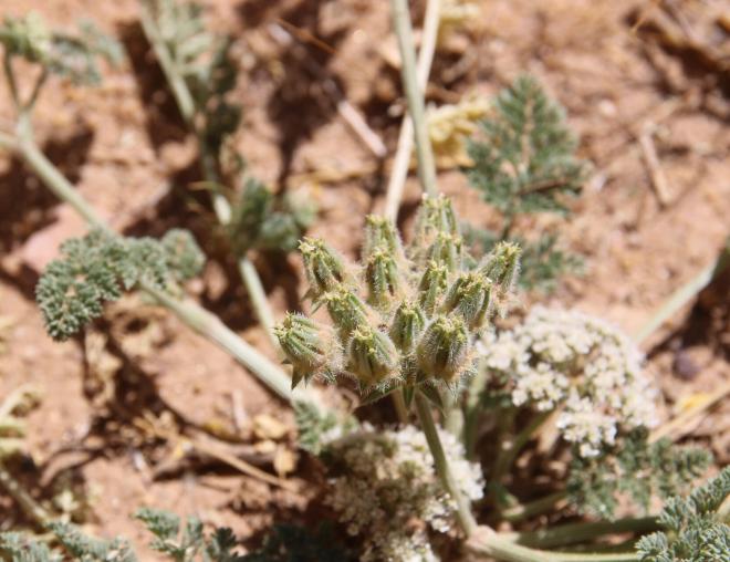 Anisosciadium lanatum fruits