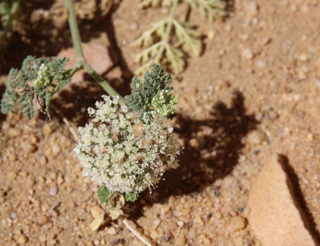 Anisosciadium lanatum flowers
