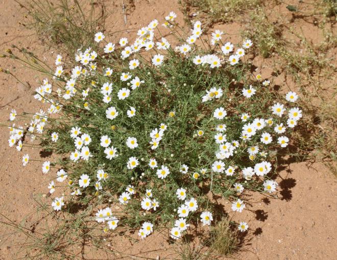 Whole plant