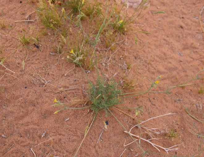 Whole plant