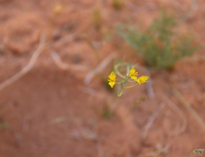 Hypecoum aegyptiacum flowers