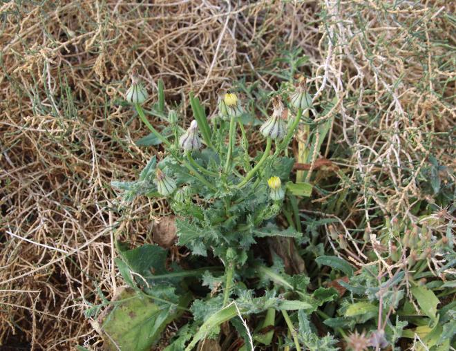 Whole plant