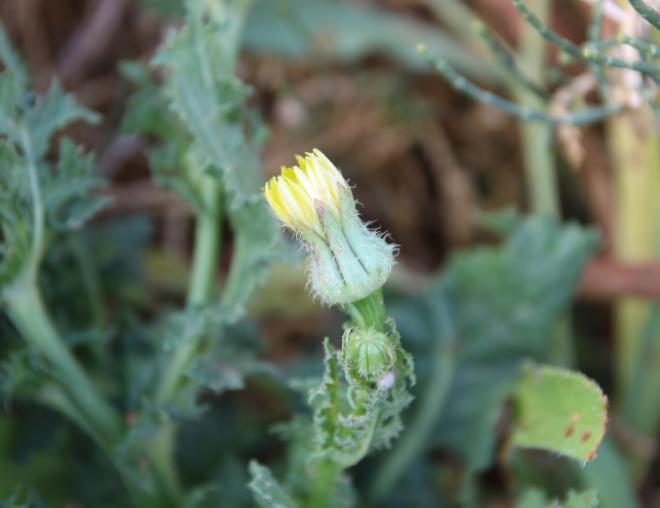 Urospermum picroides flower