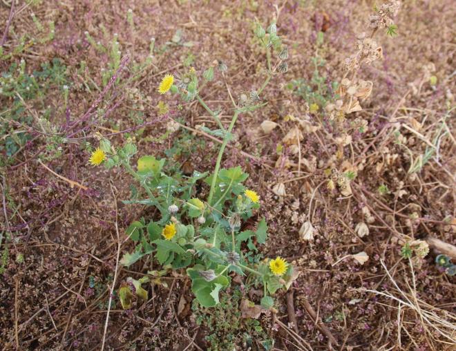Whole plant
