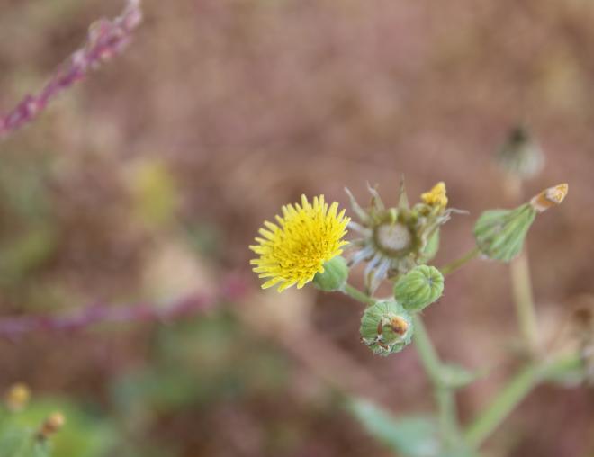 Sonchus oleraceus flowers