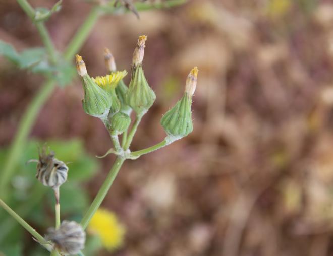 Sonchus oleraceus flowers