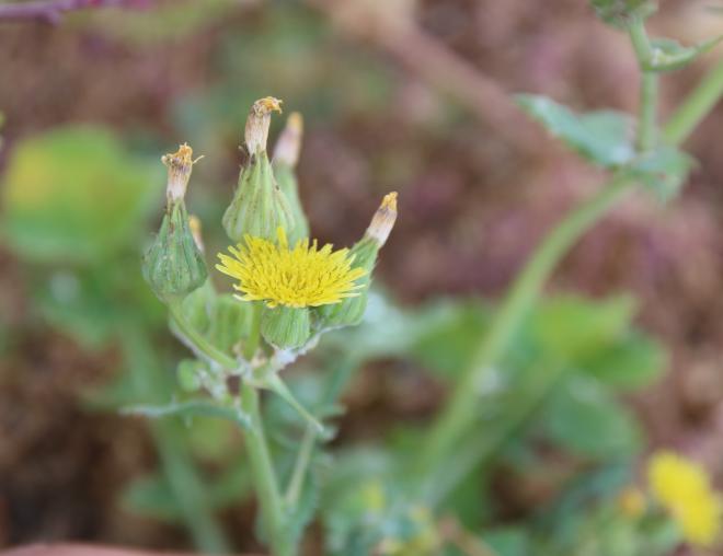 Sonchus oleraceus flowers