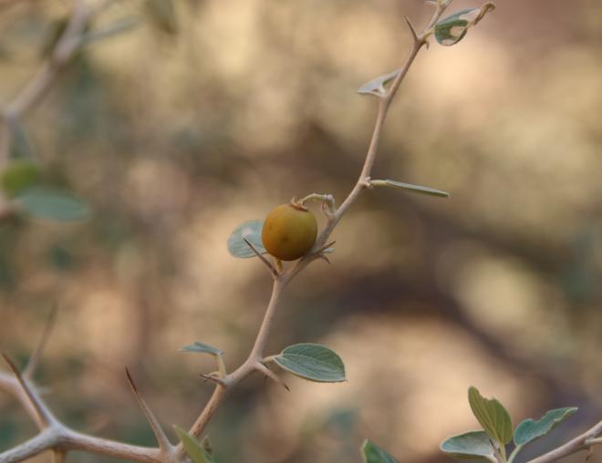 Ziziphus nummularia fruit